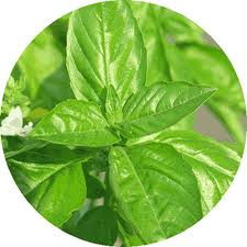 Basil
