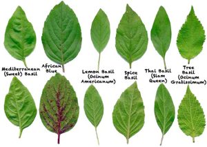 Sneakily borrowed from thepoofairy.com (hehehehe)