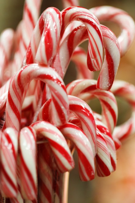 peppermint candy canes use real peppermint oil - which is mixed into a food safe flavouring