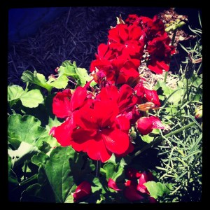 Geranium in my street