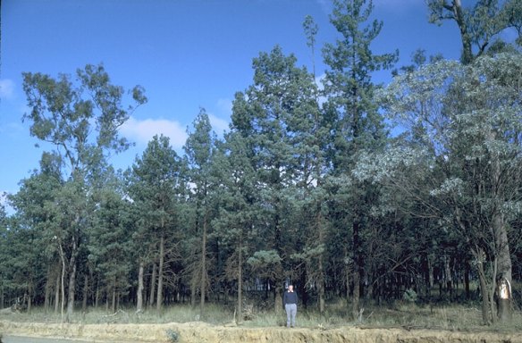 Australian Blue Cypress sneakily borrowed from  griffith.edu.au
