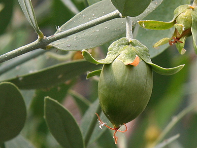 jojoba - it look a lot like an olive doesn't it?