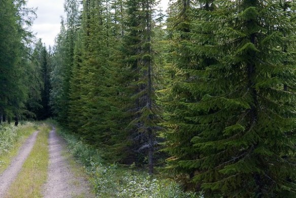 a fir forest in Finland borrowed from cartinafinland.fi