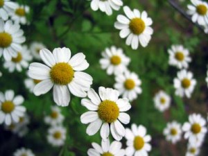German chamomile - Matricaria recutita
