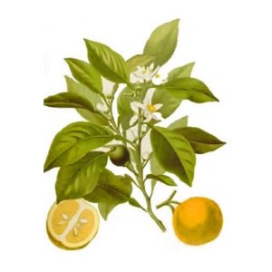 Citrus aurantium ssp amara or var. amara