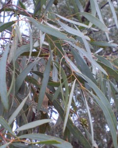 Eucalyptus polybractea