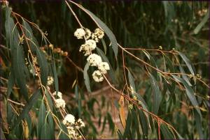 Eucalyptus radiata