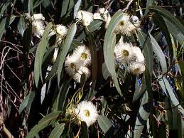 eucalyptus globulus