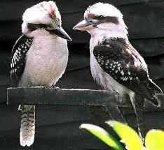the great Australian Kookoburra