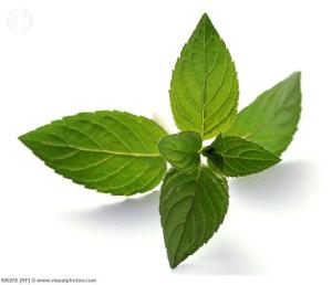 oh lovely peppermint!