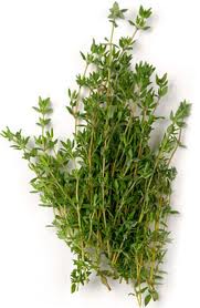 thyme
