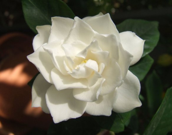 the beautiful gardenia