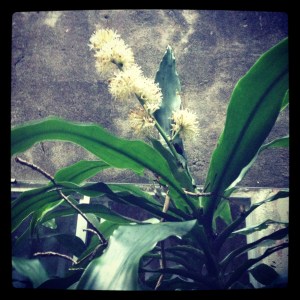 My Flowering Happy PlantDracaena fragrans CV Massangeana,