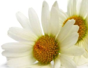 Roman chamomile Anthemis nobilis or Chamaemelum nobile