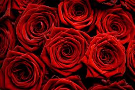 red roses