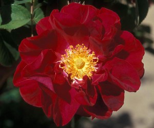 Rosa gallica - a sub species named "James Mason"