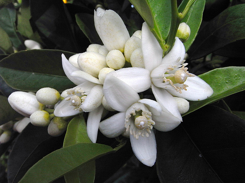 citrus blossom that makes neroli oil