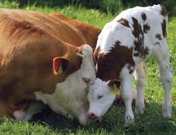 Adorable cow and calf