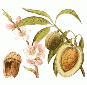 The old almond - it's still around so it must be good