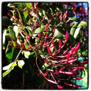 Jasmine in Sydney - the sweet promise of spring!
