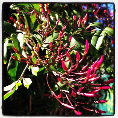 Jasmine in Sydney - the sweet promise of spring!