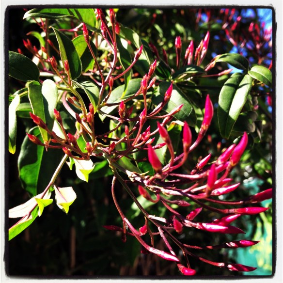 Jasmine in Sydney - the sweet promise of spring!