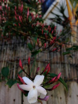 A jasmine blossom in Sydney - pic by me