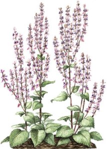 Flowering Clary sage pic via bellasugar.com