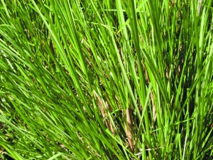 palmarosa pic via choicehealthmag.com