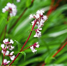 spikenard - pic via www.aroma-pure.com