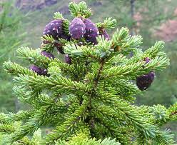 Black spruce pc via essentialhealth.com