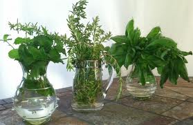 Gorgeous herbs in vases pic via lornaslist.com 