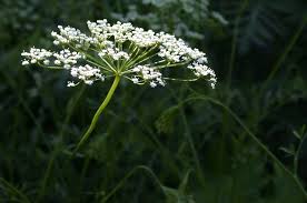 Pimpinella anisum - pic via blog.metmuseum.org 
