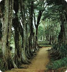 Rosewood trees - pic via http://positiveproductions.org/