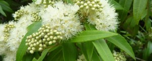 Lovely lemon myrtle an Australian native - pic via essentiallyaustralia.com.au 