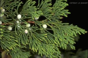 Cedarwood virginiana - pic via botany.csdl.tamu.edu