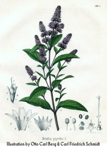 Most people love peppermint - pic via www.milkandhoneyherbs.com