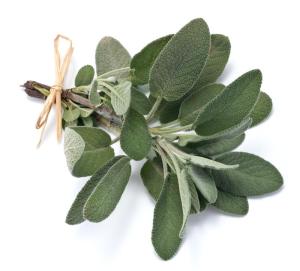 Sage - pic via www.renaissanceherbs.com.au 