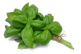 Beautiful aromatic basil