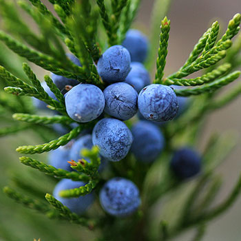 Juniper berries - pic via www.thedrinksbusiness.com