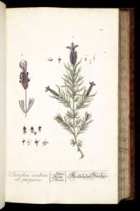 Lavender has been revered for thousands of years as a healing plant