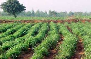 Palmarosa for oil production pic via www.grammeproducts.com