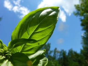 Beautiful green basil!