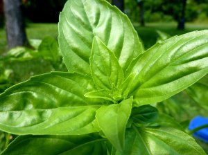 The stunning basil leaf makes a wonderful essential oil
