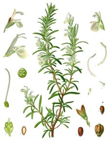 Rosemary botanical drawing - from Köhler's Medizinal Pflanzen