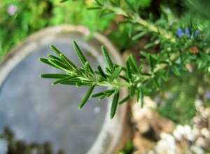 Rosemary is a wonder herb and so is the oil