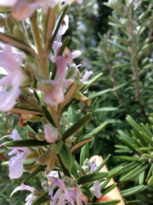 Flowering rosemary in my client's garden