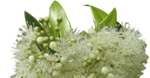 Lemon myrtle flower- pic via www.lemonmyrtle.com.au