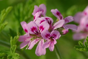 Rose geranium - pic via commons.wikimedia.org