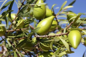 The argan fruit - pic via theparakeetslounge.com